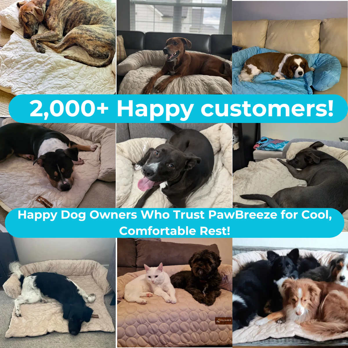 PawBreeze