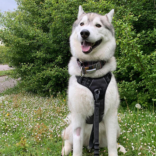 TrustyPaw — Built for Comfort, Made for Adventure.